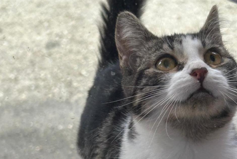 Fundmeldung Katze Weiblich Montauban Frankreich