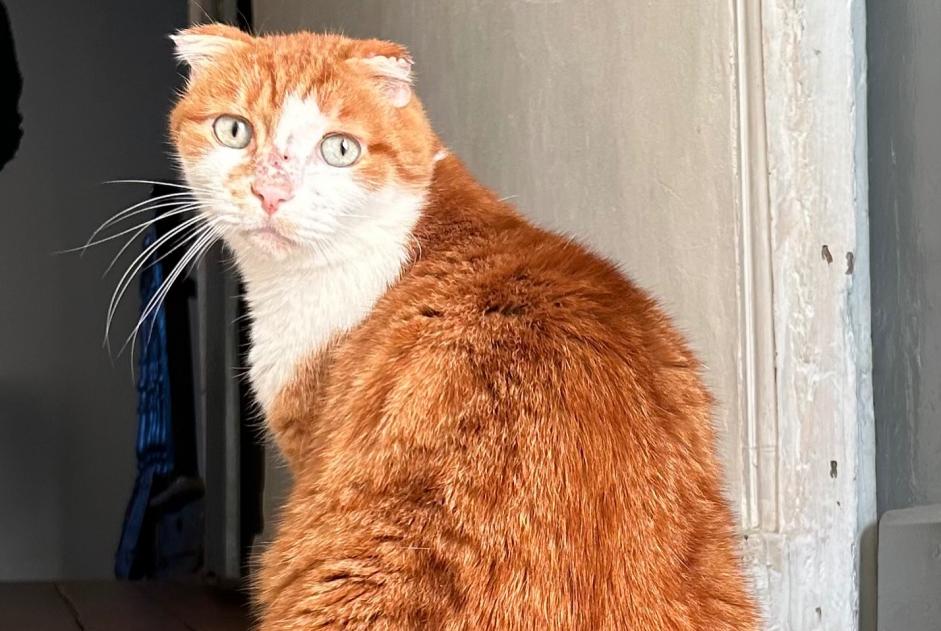 Vermisstmeldung Katze  Männliche , 6 jahre Cressensac-Sarrazac Frankreich