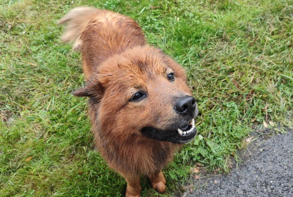 Discovery alert Dog Male Saint-Gaudens France