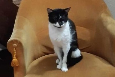 Alerta de Desaparición Gato Macho , 2 años Beauzelle Francia