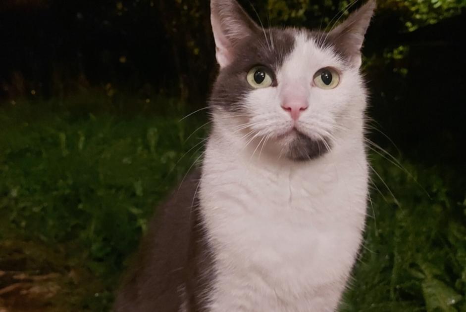 Alerta de Hallazgo Gato cruce Desconocido Orsay Francia