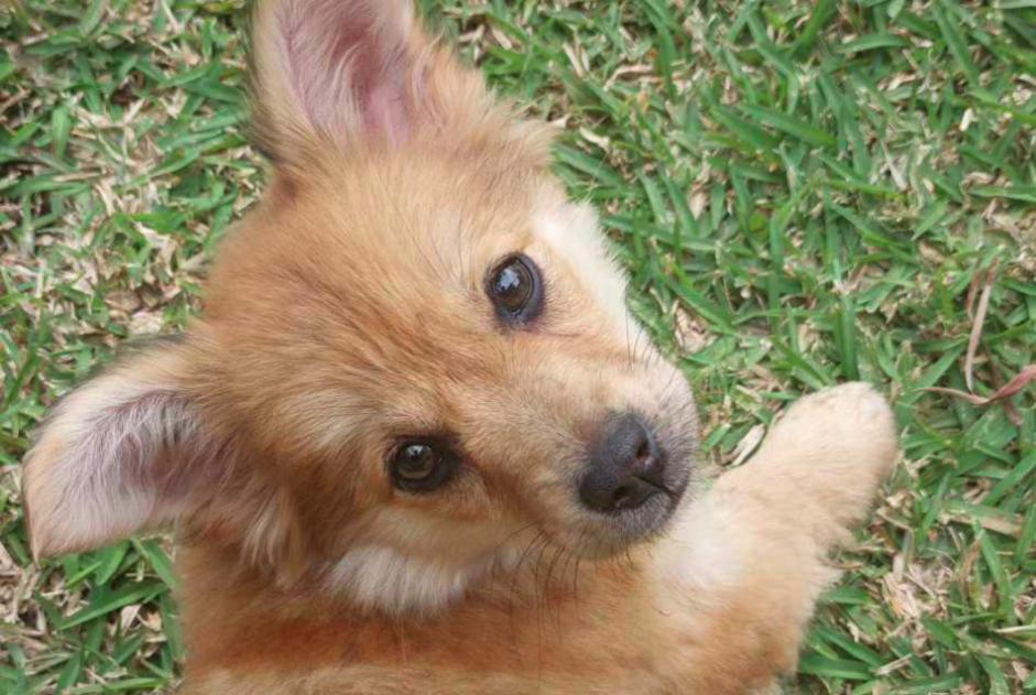 Alerta de Desaparición Perro cruce Hembra , 0 años Athis-Mons Francia