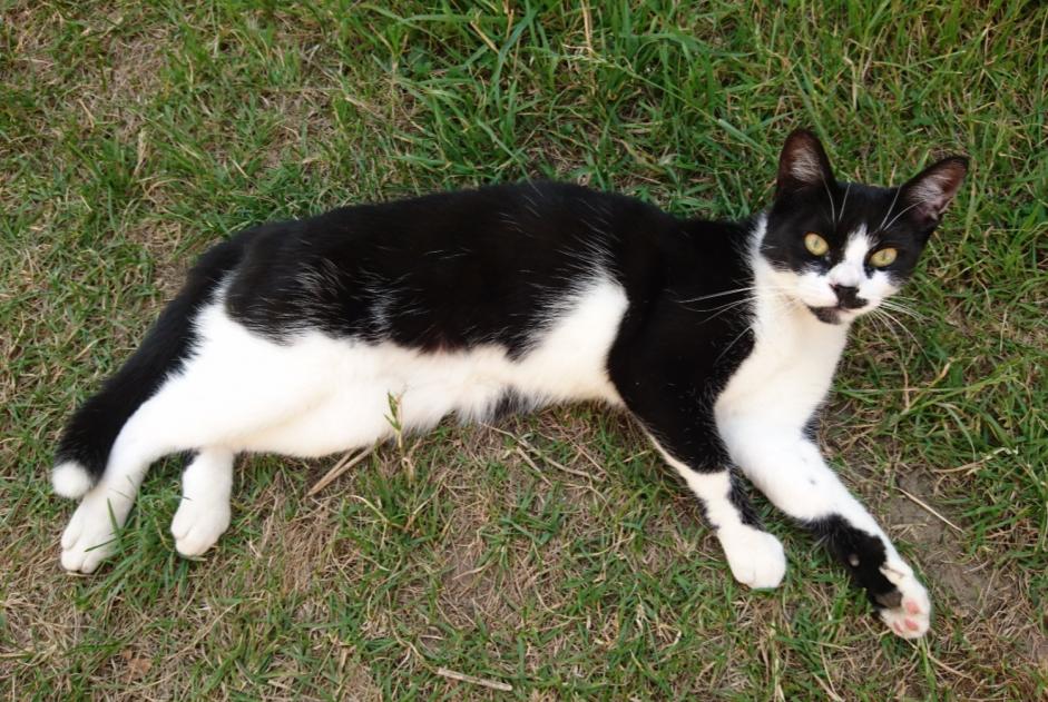 Alerte Disparition Chat Femelle , 5 ans Merri France