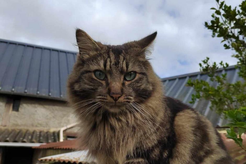 Alerte Disparition Chat Mâle , 4 ans Saint-Pierre-du-Regard France