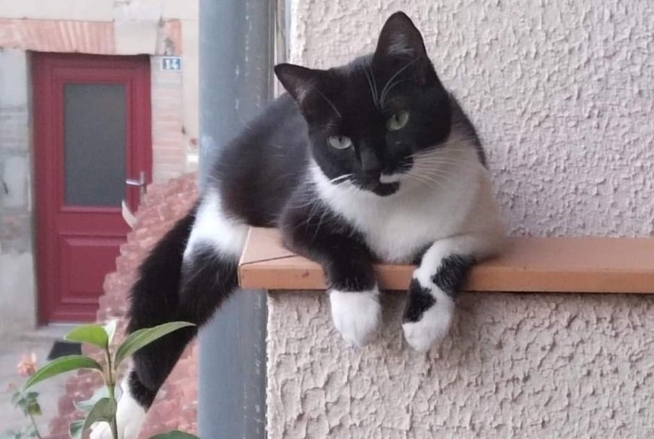 Alerte Disparition Chat Femelle , 2 ans Prades France