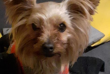 Alerte Disparition Chien  Femelle , 8 ans Villefranche-de-Lauragais France