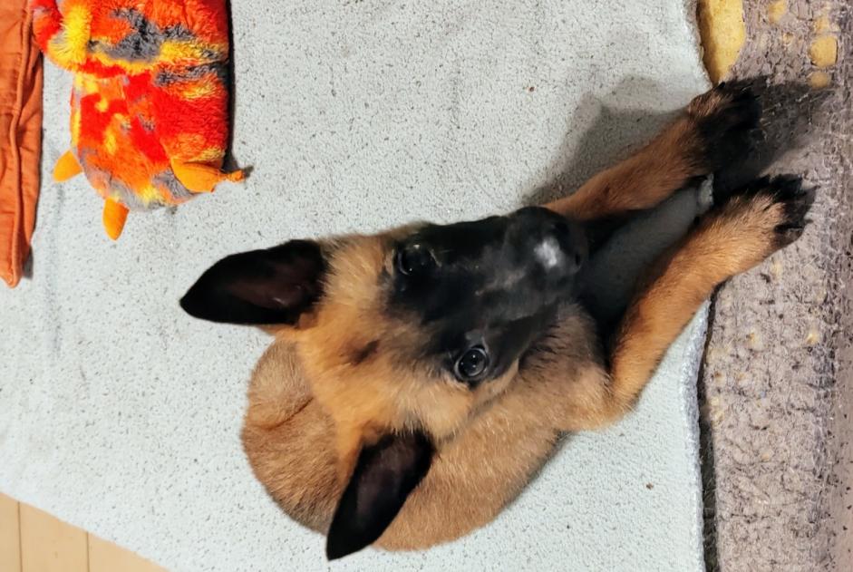 Alerte Découverte Chien croisement Mâle Castelginest France