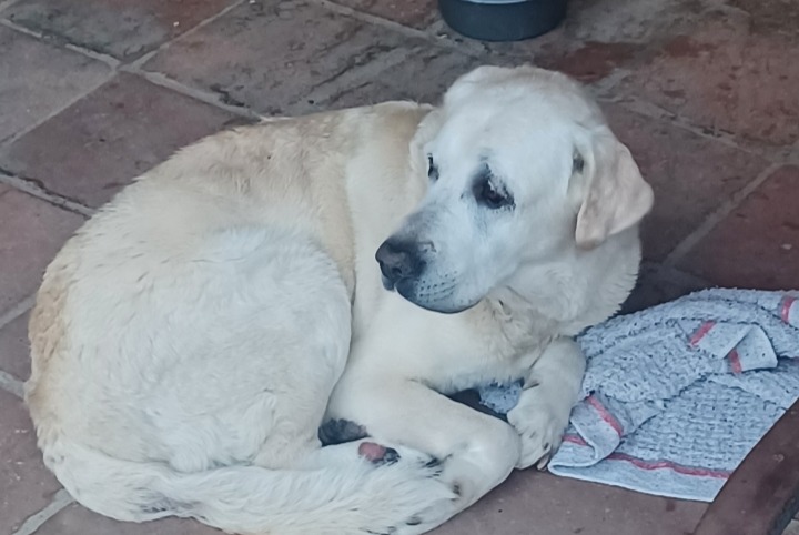 Alerte Découverte Chien  Mâle Fontenilles France