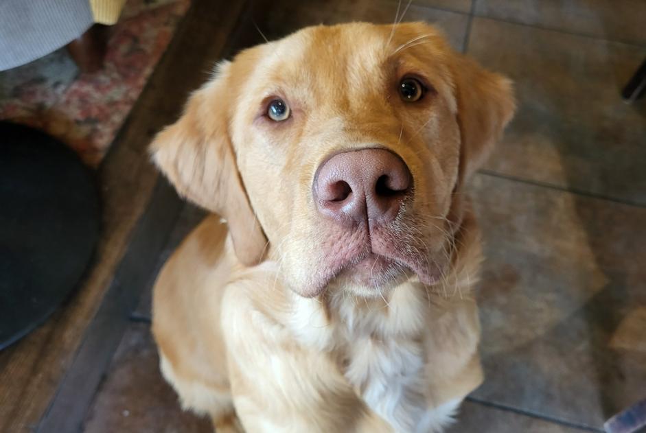 Alerte Découverte Chien croisement Mâle Auray France