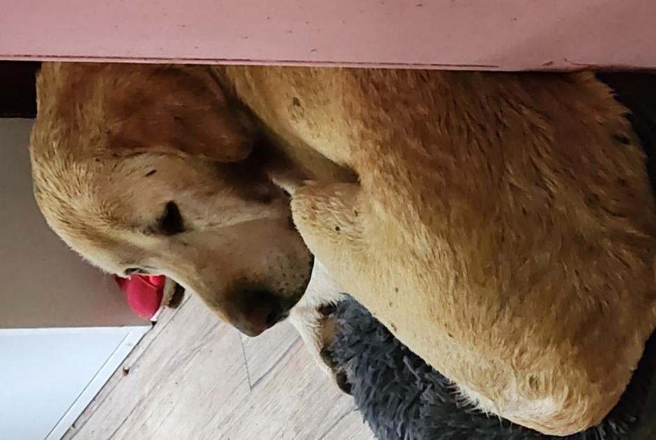 Alerte Découverte Chien  Mâle Sainte-Gemme-en-Sancerrois France