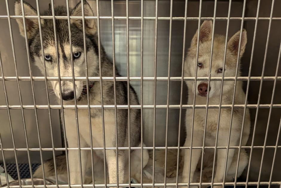 Alerte Découverte Chien  Femelle Rieux-de-Pelleport France