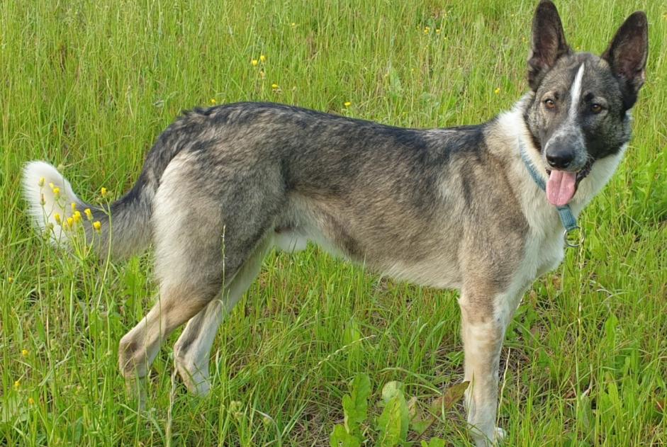 Avviso scomparsa Cane incrocio di razze Maschio , 5 anni Colombies Francia