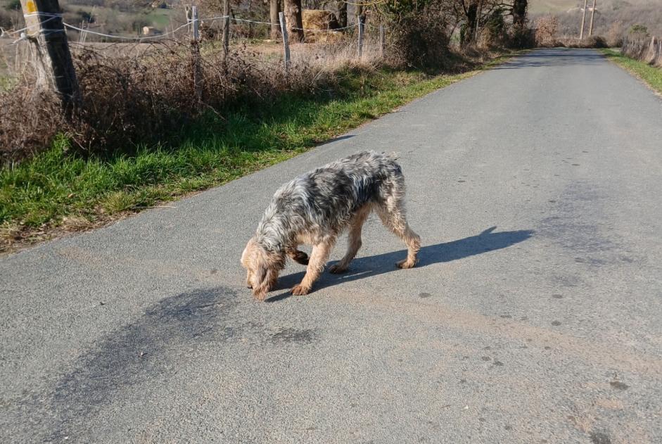 Avviso Ritrovamento Cane  Maschio Roquecourbe Francia