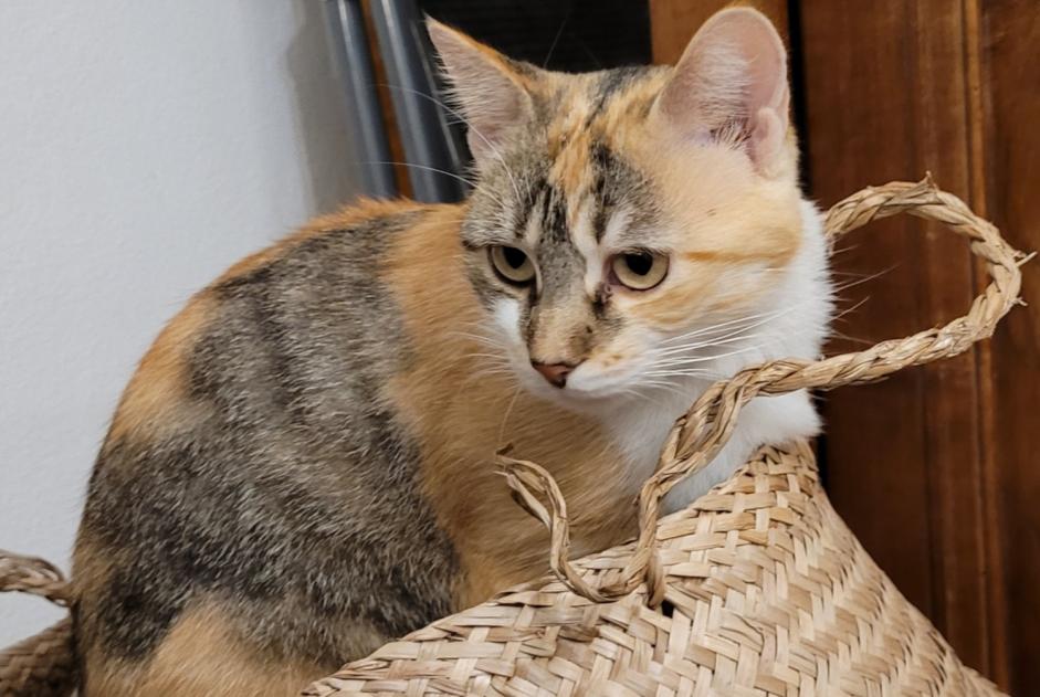 Avviso scomparsa Gatto  Femmina , 1 anni Saverdun Francia