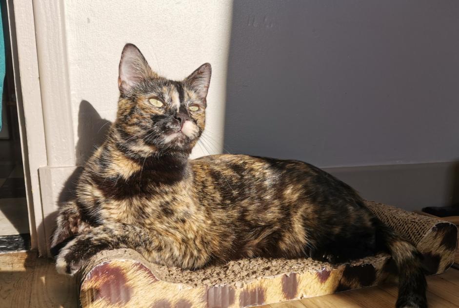 Avviso scomparsa Gatto incrocio di razze Femmina , 2 anni Villefranche-de-Lauragais Francia