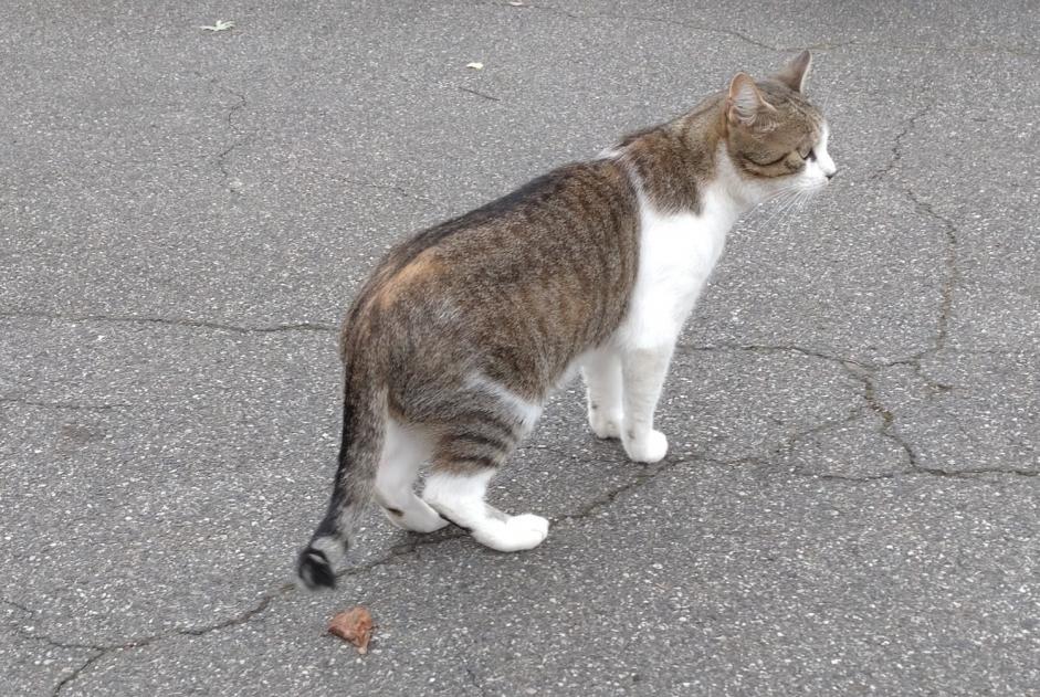 Avviso Ritrovamento Gatto Maschio Toulouse Francia