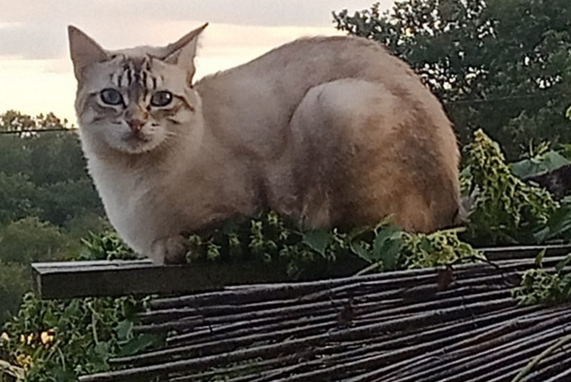 Verdwijningsalarm Kat rassenvermenging Mannetje , 1 jaar Grazac Frankrijk