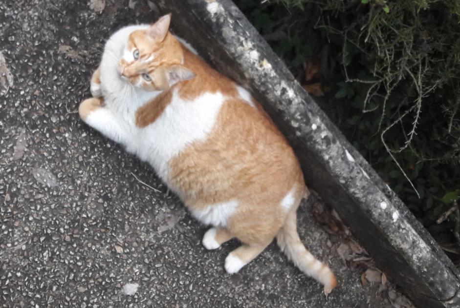 Alerta desaparecimento Gato Macho , 7 anos Albi France