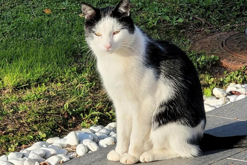 Alerta desaparecimento Gato  Macho , 5 anos Saint-Philbert-de-Bouaine France