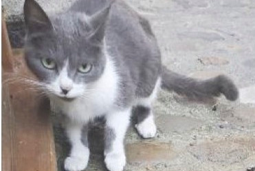 Alerta descoberta Gato Fêmea Villefranche-de-Rouergue France