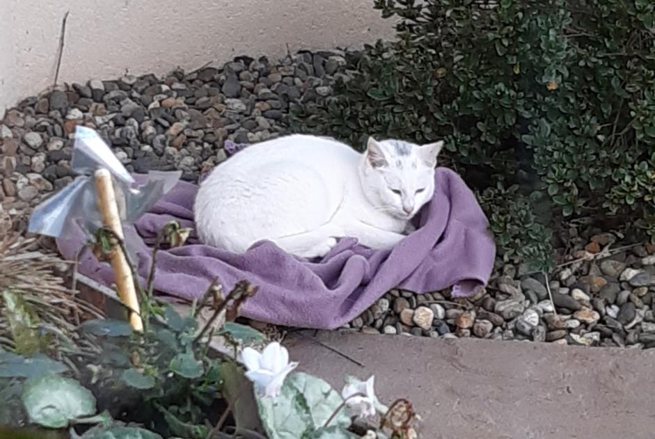 Alerta descoberta Gato Macho Chantonnay France